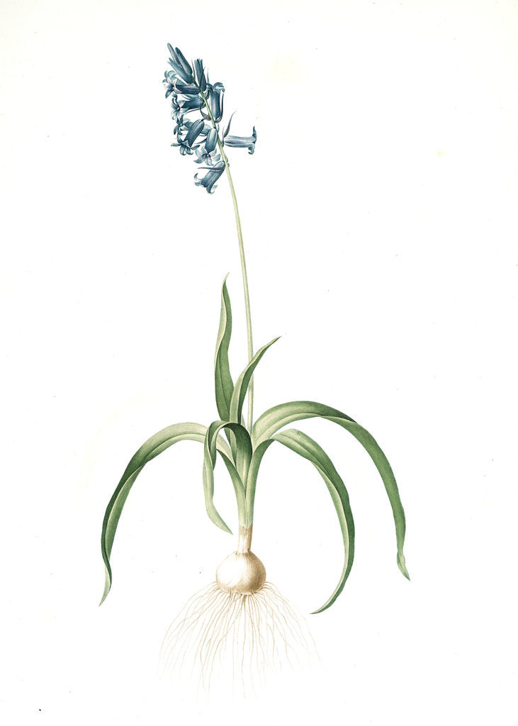 Detail of Scilla non scripta, Scille penchée; English bluebell by Pierre Joseph Redouté