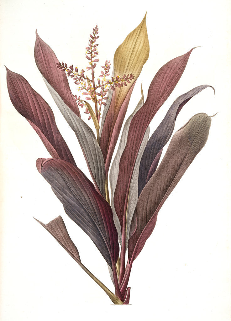 Detail of Dracoena terminalis, Cordyline terminalis; Dragonnier terminale; Dragon Lily, Hawaiian Ti, Ti Tree, Good Luck Tree; Flaming dragon tree by Pierre Joseph Redouté