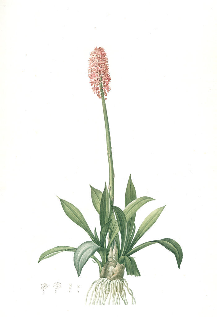 Detail of Helonias bullata, Helonias rose; Swamp Pink, Spear-leaved Helonias by Pierre Joseph Redouté
