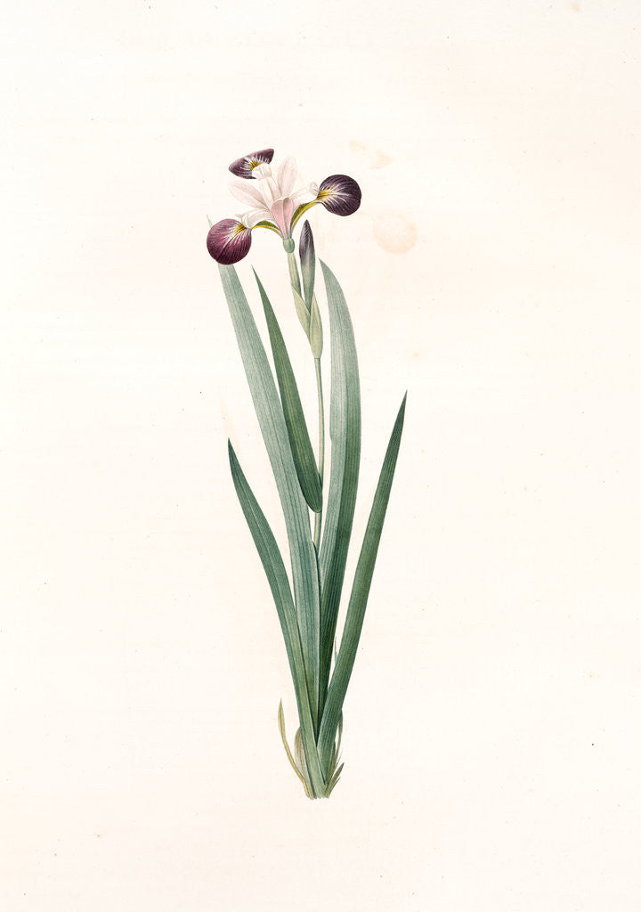 Detail of Iris versicolor, Iris à coleurs changeantes, Blue Flag; Flag Lily; Liver Lily; Snake Lily; Dragon Flower by Pierre Joseph Redouté