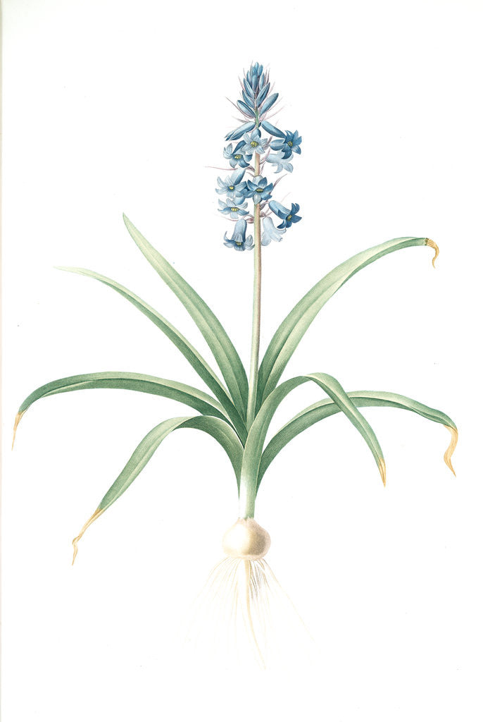 Detail of Scilla patula, Scilla hispanica; Scille étalée; Spanish Jacinth by Pierre Joseph Redouté