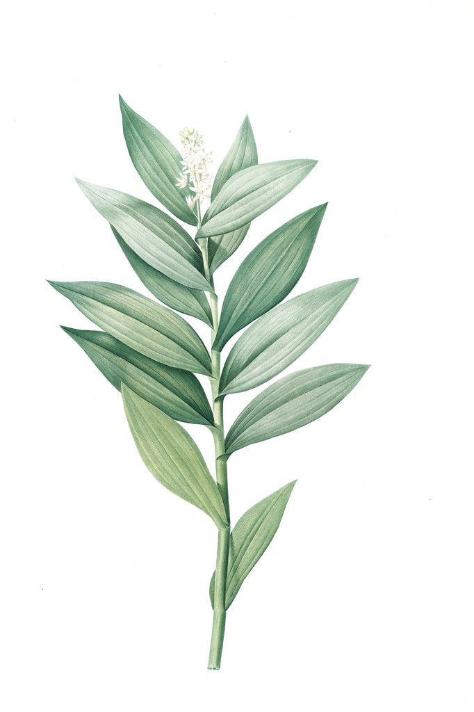 Detail of Smilacina stellata, Smilacine ètoilèe Star-flowered Solomon's Seal; Lily of the Valley; Solomon's Feathers, Solomon's Plume by Pierre Joseph Redouté
