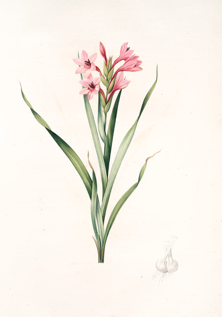 Detail of Gladiolus laccatus, Glaïeul coloeur de laque by Pierre Joseph Redouté
