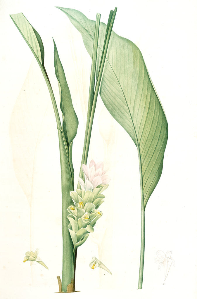 Detail of Curcuma longa, Curcuma long, Turmeric by Pierre Joseph Redouté