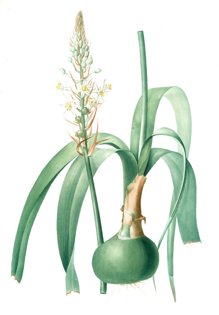 Detail of Ornithogalum longibracteatum, Ornithogale à longues bractées, Sea onion; False sea onion by Pierre Joseph Redouté