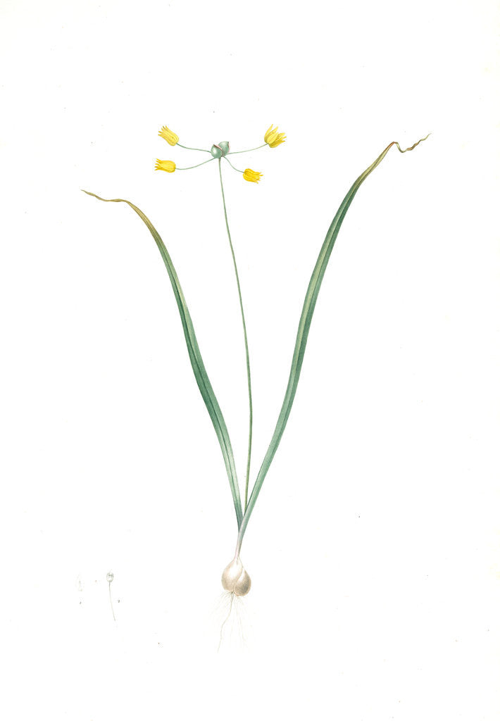 Detail of Allium scorzoneraefolium, Ail à feuilles se scorzonère by Pierre Joseph Redouté