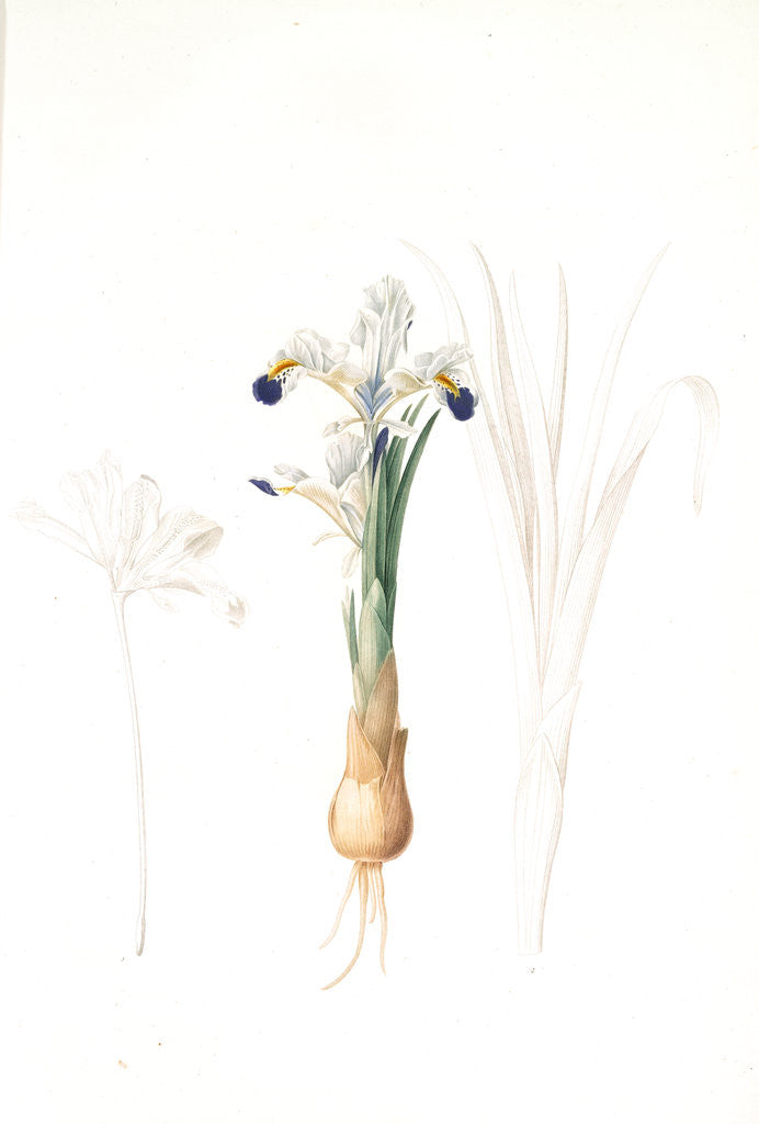 Detail of Iris Persica, Iris de Perse by Pierre Joseph Redouté