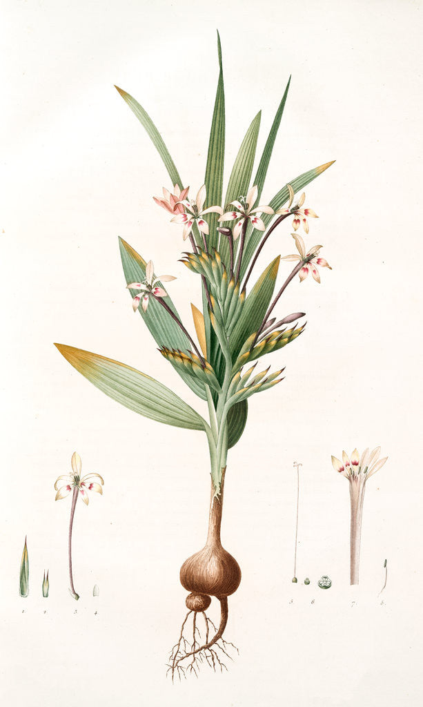 Detail of Gladiolus tubiflorus, Glayeul tubiflore by Pierre Joseph Redouté