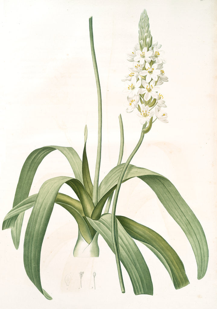 Detail of Ornithogalum lacteum, Ornithogale blanc de lait by Pierre Joseph Redouté
