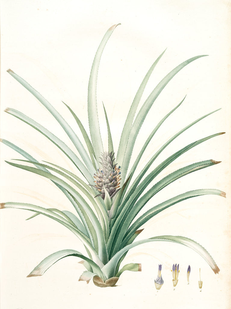 Detail of Bromella ananas, Ananas sativus; Bromella cultivé; Pineapple by Pierre Joseph Redouté