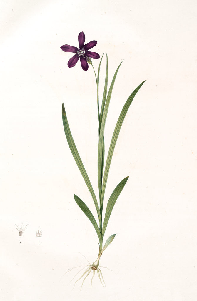 Detail of Ixia grandiflora, Sparaxis; Ixia à grandes fleurs by Pierre Joseph Redouté