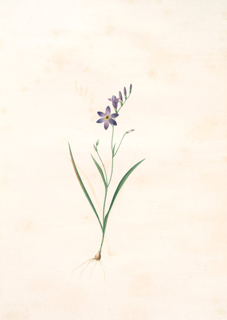 Detail of Ixia secunda, Ixia unilatérale, Corn Lily; Wand Lily by Pierre Joseph Redouté