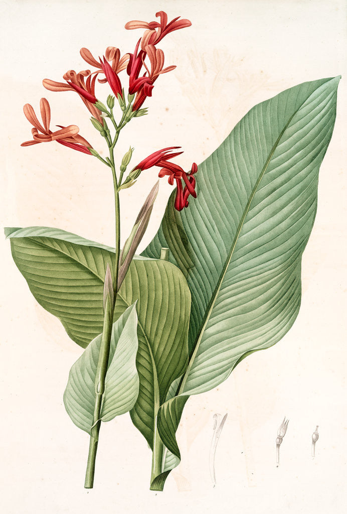 Detail of Canna gigantea, Canna latifolia; Balisier géant by Pierre Joseph Redouté