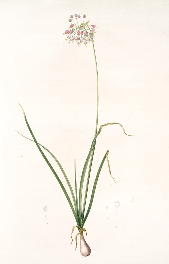 Detail of Allium cernuum, Ail à fleurs pendantes, Nodding Wild Onion by Pierre Joseph Redouté