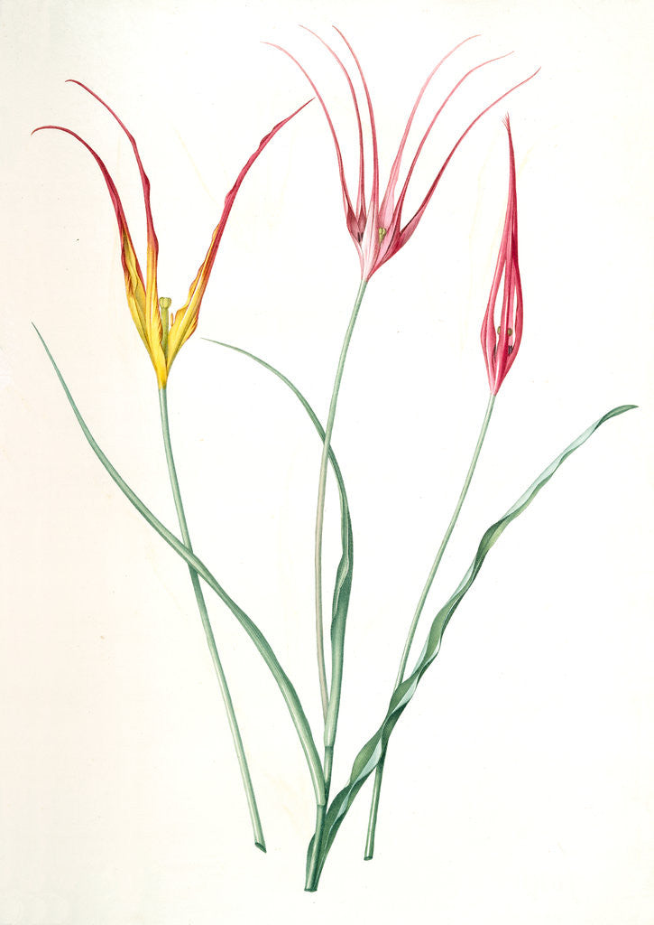 Detail of Tulipa cornuta, Tulipa acuminata; Tulipe à fleurs pointues; Turkish Tulip by Pierre Joseph Redouté