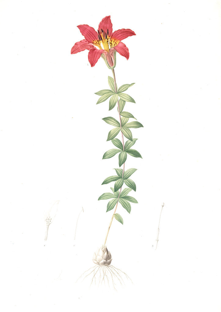 Detail of Lilium philadelphicum, Lis de Philadelphie; Glade Lily or Wood Lily by Pierre Joseph Redouté