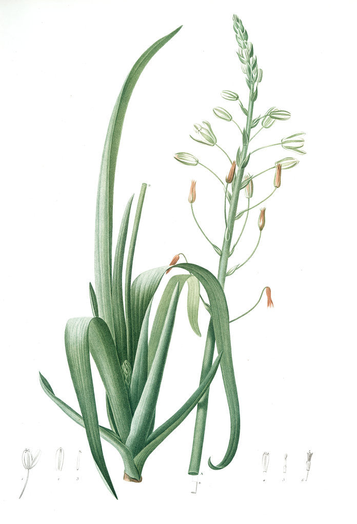 Detail of Albuca cornuta, Albuca altissima; Albuca cornue; Cape Asphodel, Albuca maxima by Pierre Joseph Redouté