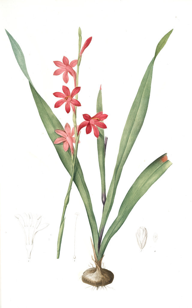 Detail of Gladiolus merianus, Watsonia sp; Glaïeul de Merian, Buglelily by Pierre Joseph Redouté