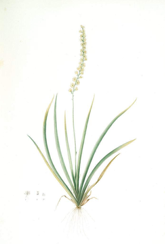 Detail of Tofieldia palustris, Tofieldie des marais; False Asphodel, Scotch Asphodel by Pierre Joseph Redouté
