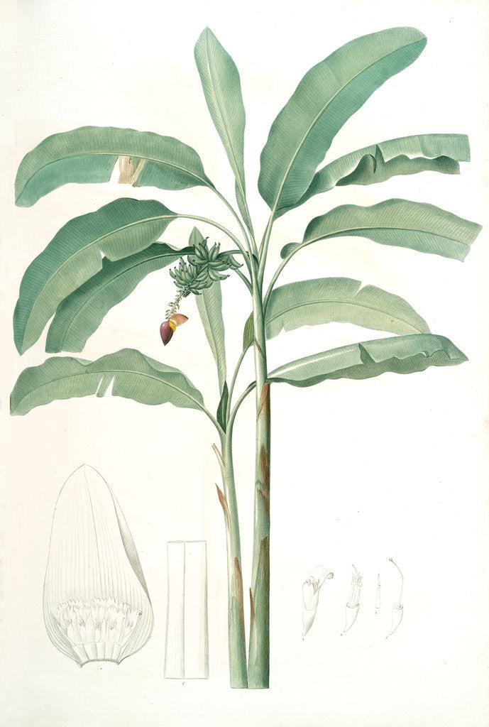 Detail of Musa paradisiaca, Bananier cultivé; Cultivated Banana (Plant) by Pierre Joseph Redouté