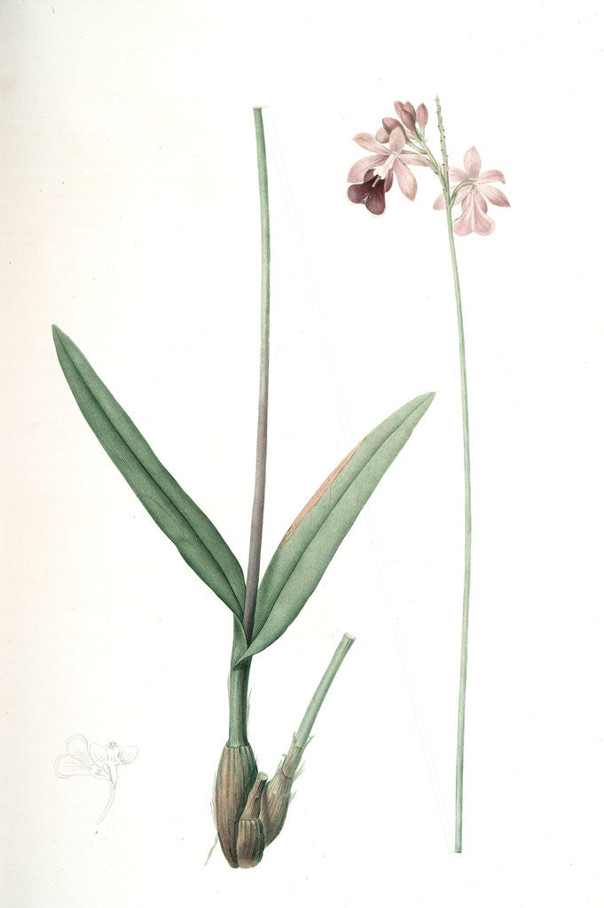 Detail of Epidendrum bifidum, Epidendre á deux lobes, Thicket butterfly orchid by Pierre Joseph Redouté