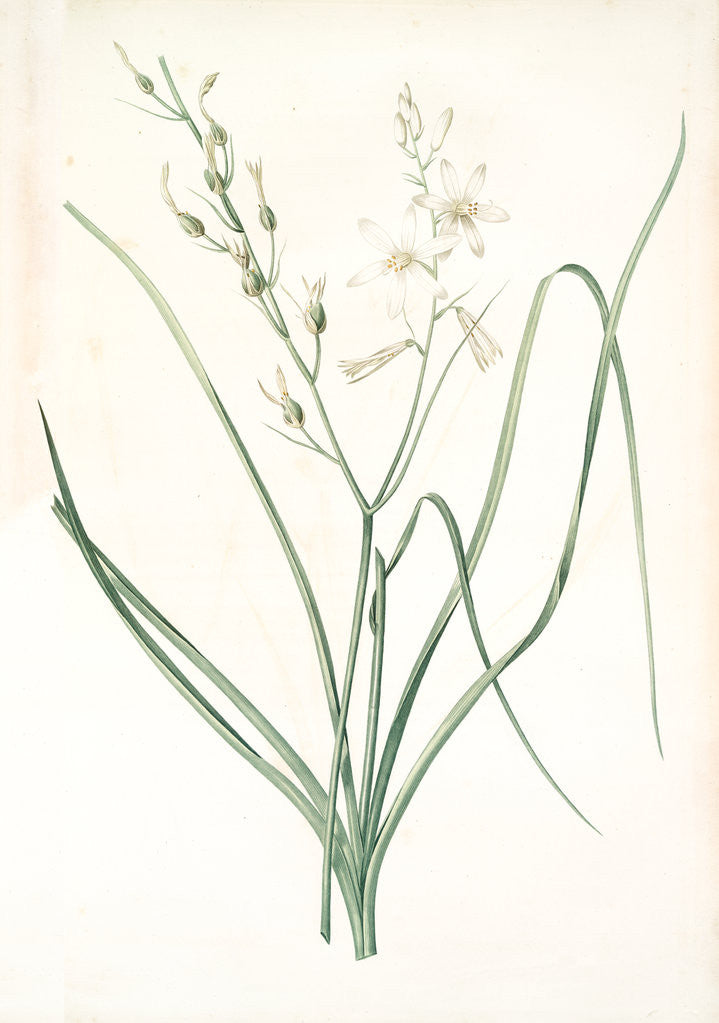Detail of Anthericum Liliago, Phalangère fleur de lis; Phalangium liliago;, St. Bernard's Lily by Pierre Joseph Redouté