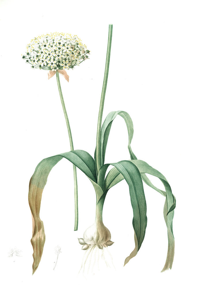 Detail of Allium nigrum, Ail noir, Black garlic by Pierre Joseph Redouté