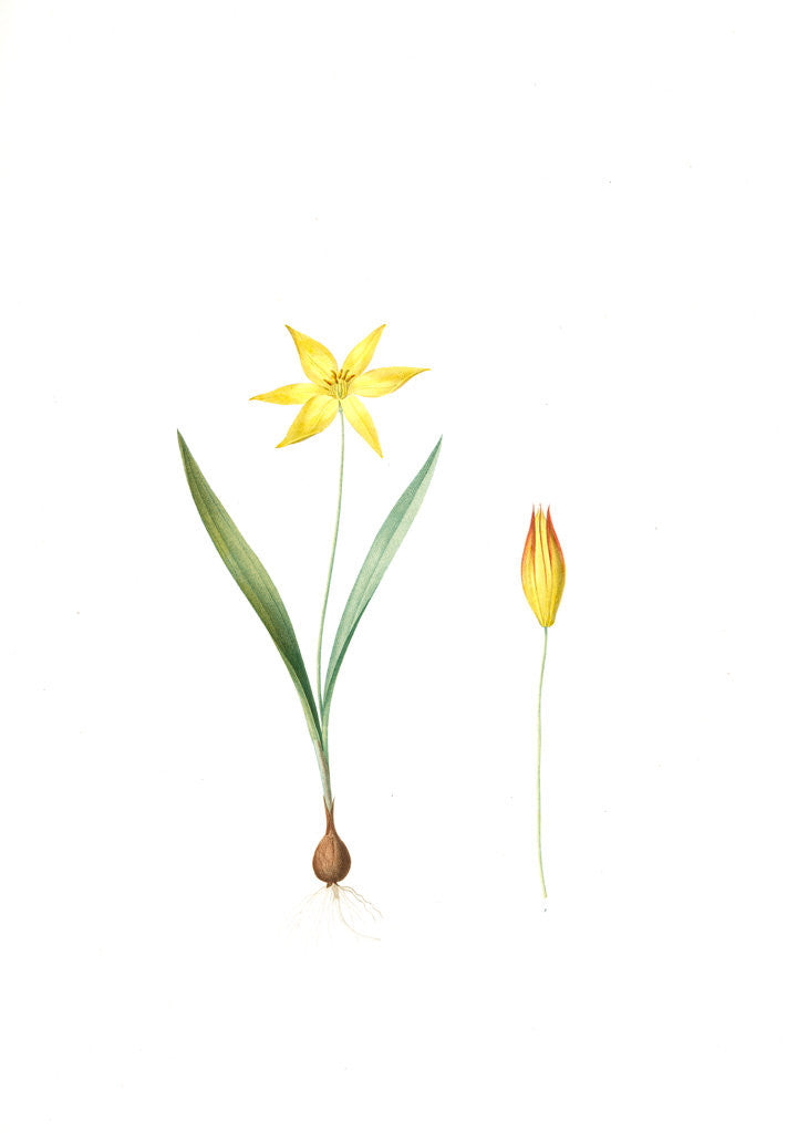 Detail of Tulipa Celsiana, Tulipa australis; Tulipe de Cels, Wild Tulip Australis by Pierre Joseph Redouté