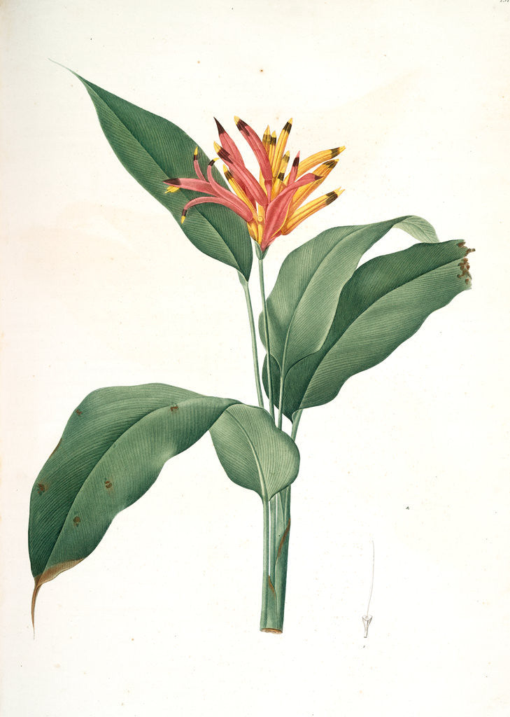 Detail of Heliconia psittacorum, Héliconia des Perroquets; Parrot Flower by Pierre Joseph Redouté