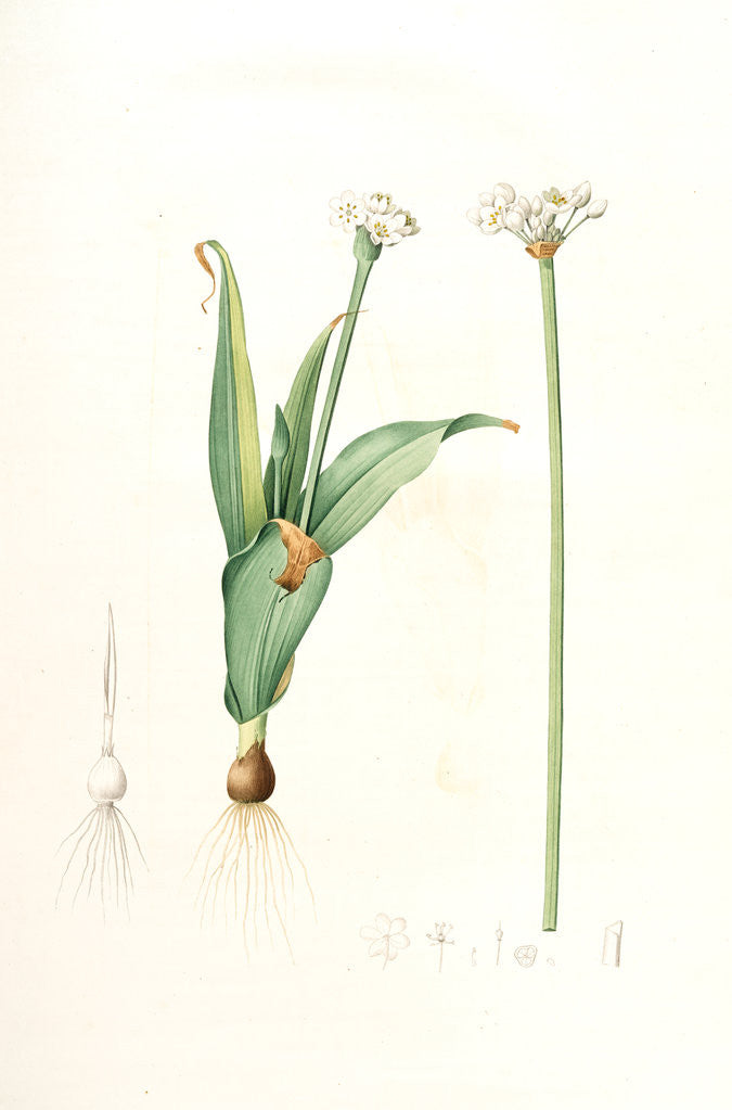 Detail of Allium sulcatum, Allium neapolitanum; Ail cannelé, Naples onion by Pierre Joseph Redouté