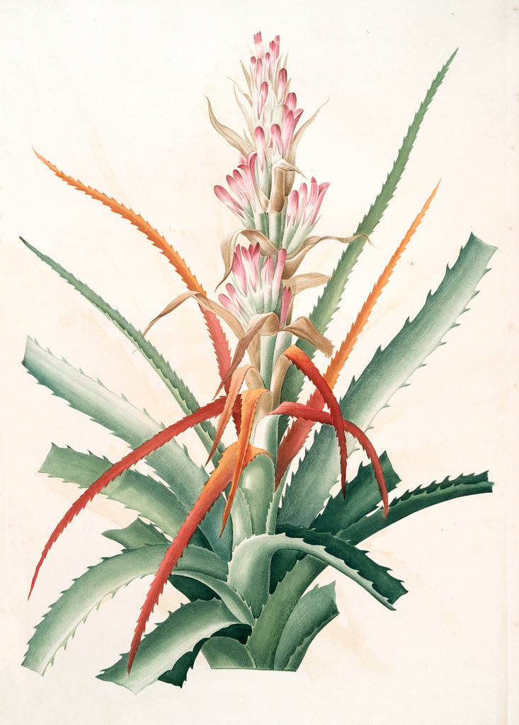 Detail of Bromella pinguin, Bromelia Pinguin; Ananas sauvage; Pinguin by Pierre Joseph Redouté