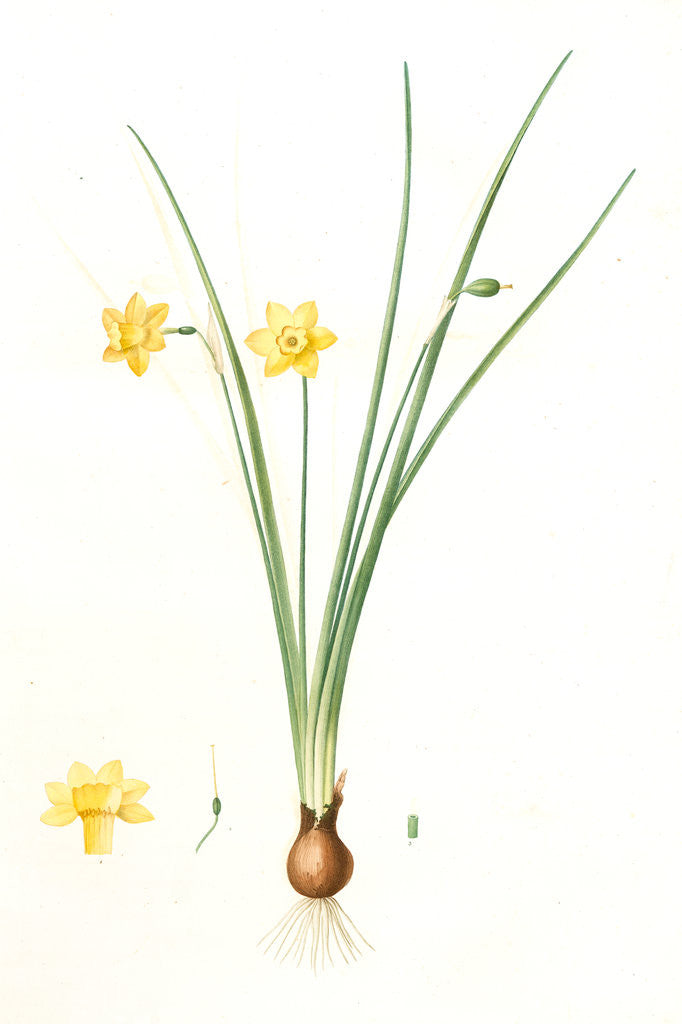 Detail of Narcissus lætus, Narcisse joyeux by Pierre Joseph Redouté