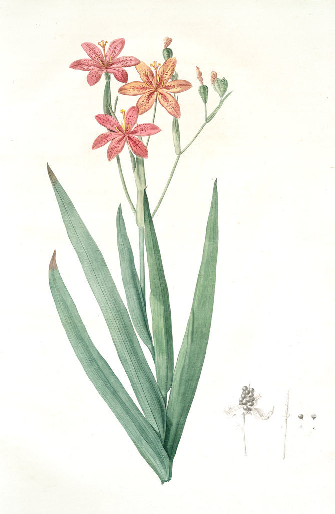 Detail of Belamcanda, Belamcanda punctata; Blackberry lily by Pierre Joseph Redouté