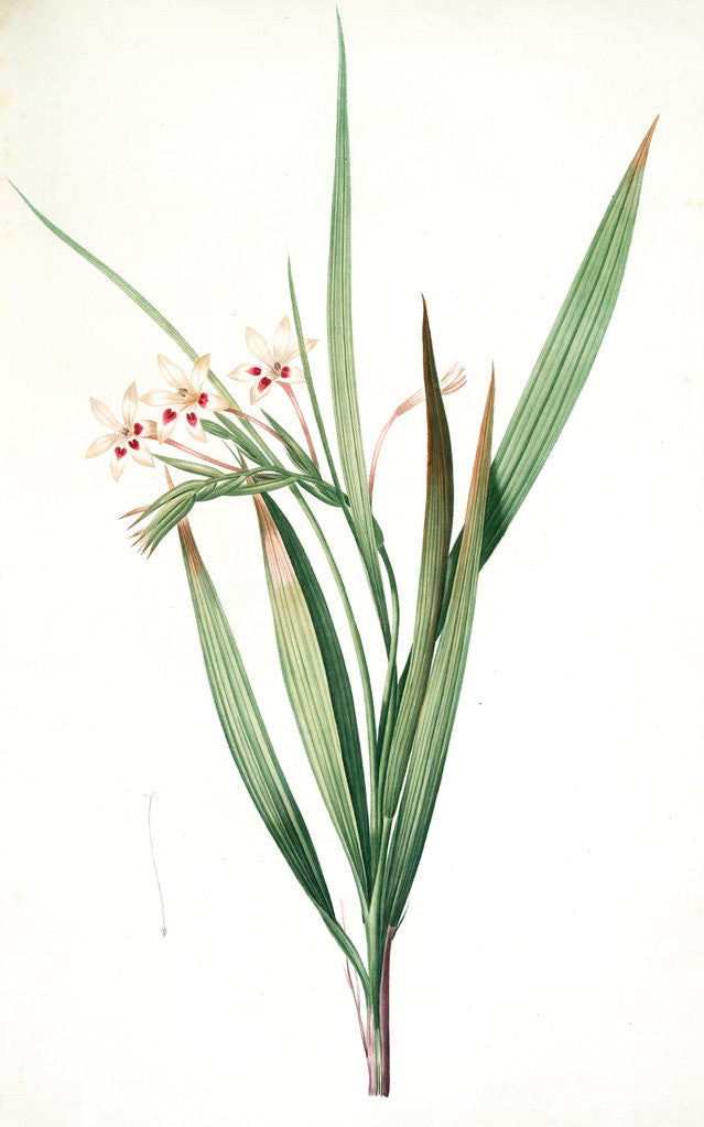 Detail of Gladiolus tubatus, Glaïeul en trompette by Pierre Joseph Redouté