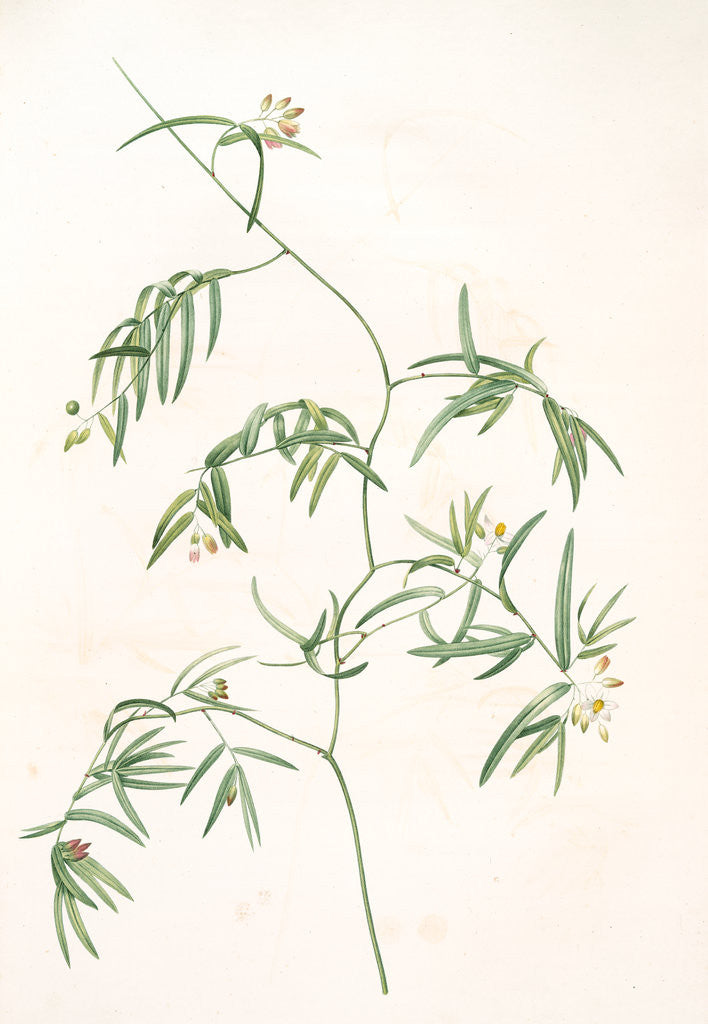 Detail of Medeola angustifolia, Geitonoplesium cymosum; Medeola à feuilles étroites by Pierre Joseph Redouté