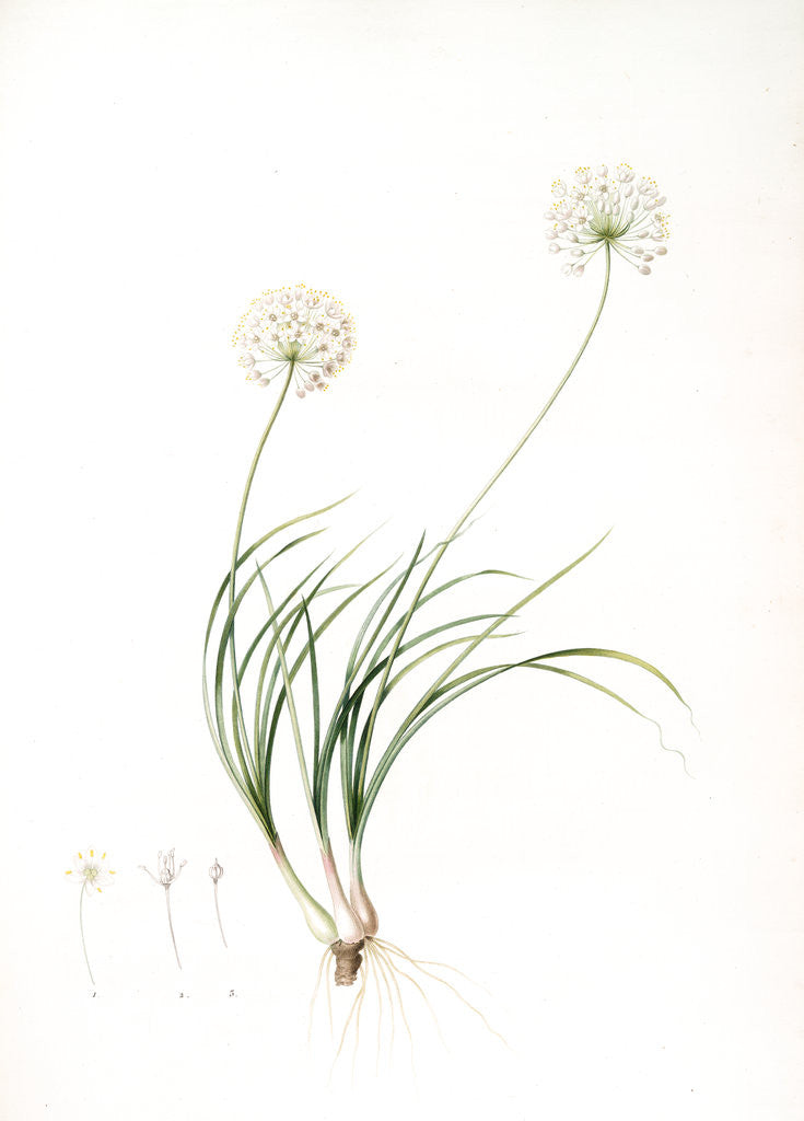 Detail of Allium denudatum, Ail dénudé by Pierre Joseph Redouté