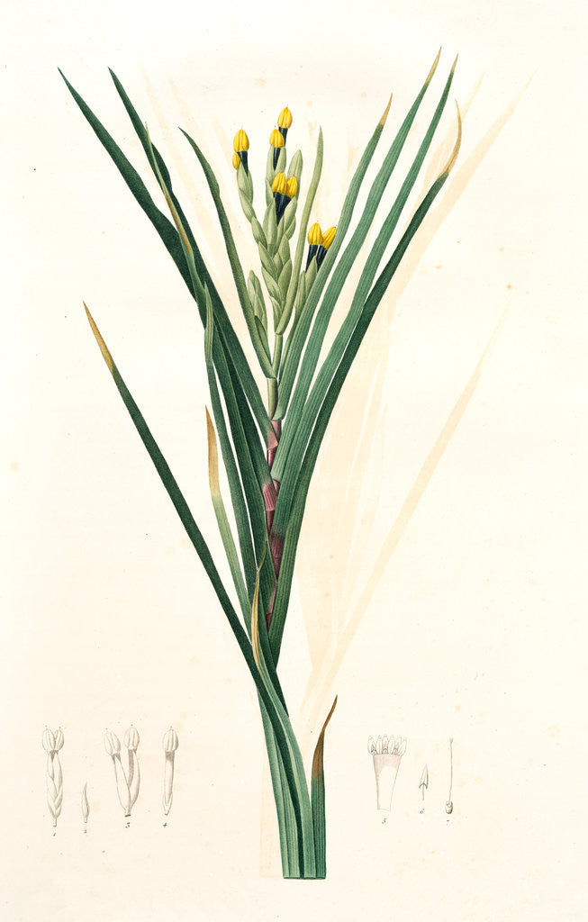 Detail of Witsnia Maura, Witsenia maure (unsigned), Bokmakierie's Tail by Pierre Joseph Redouté