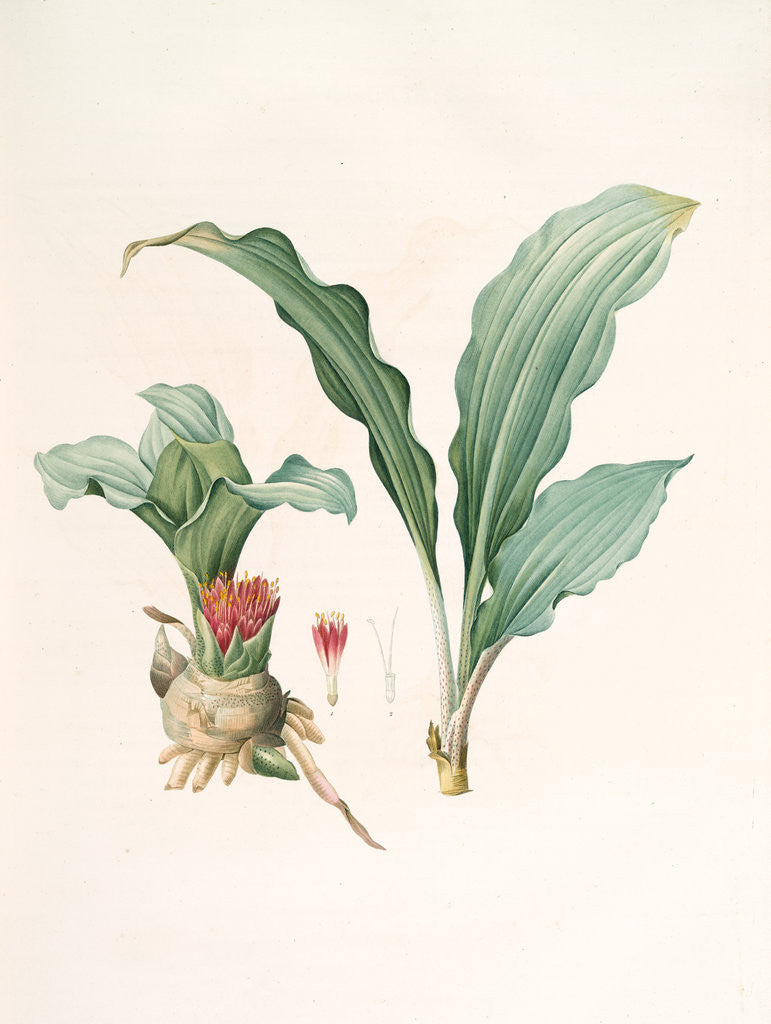 Detail of Haemanthus puniceus, Hemanthe à feuilles de colchique, Blood Lily by Pierre Joseph Redouté