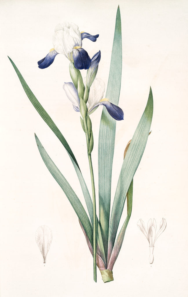 Detail of Iris amoena, Iris hybrida; Iris agréable, Bearded Iris by Pierre Joseph Redouté