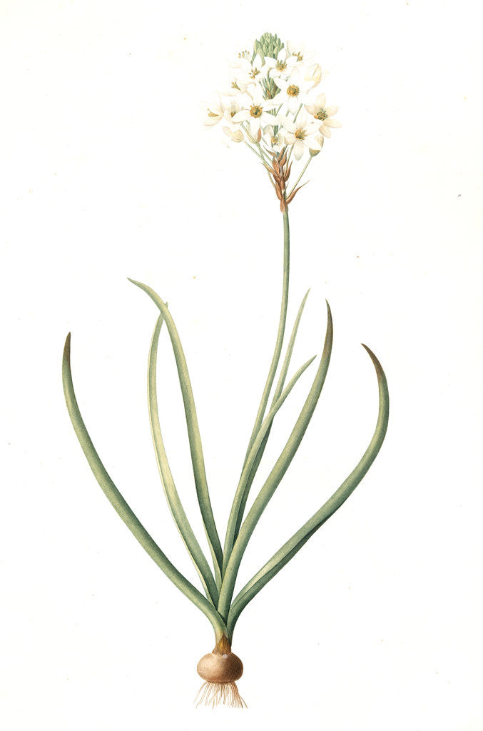 Detail of Ornithogalum arabicum, Ornithogale d'Arabie, Star of Bethlehem by Pierre Joseph Redouté
