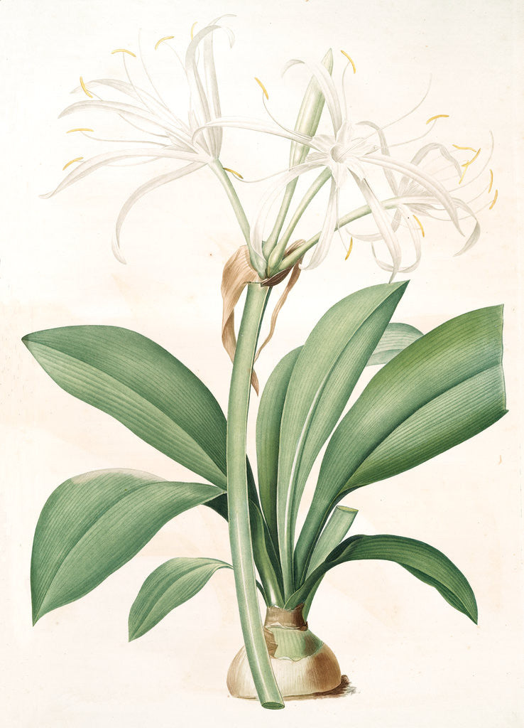 Detail of Pancratium fragrans, Hymenocallis sp; Pancrace odorant, Spider Lily by Pierre Joseph Redouté