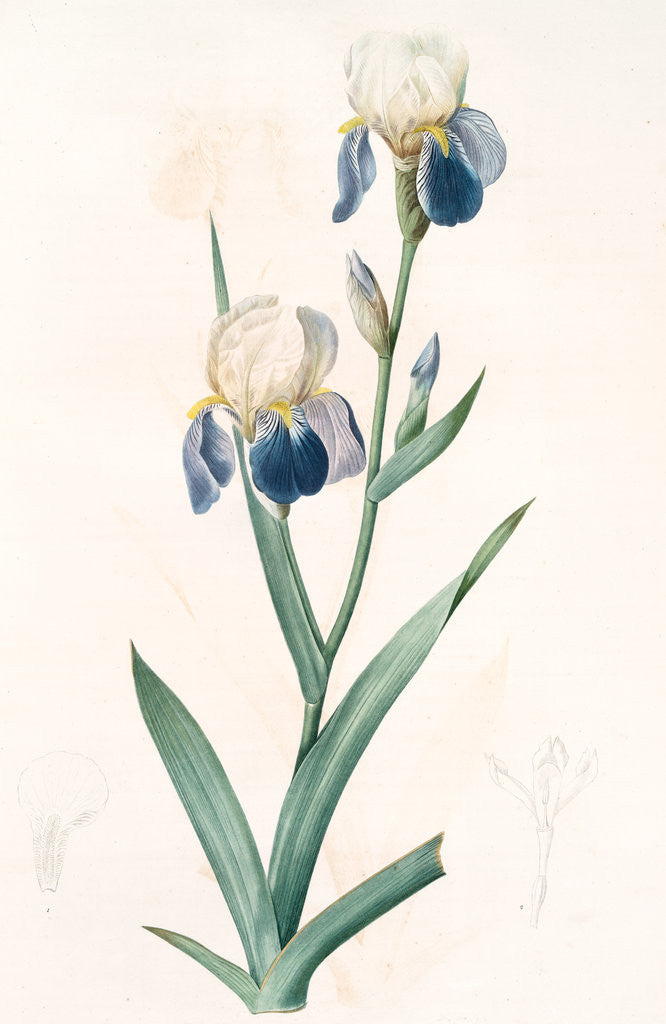 Detail of Iris sambucina, Iris à l'odeur de sureau, Elder-scented Iris by Pierre Joseph Redouté