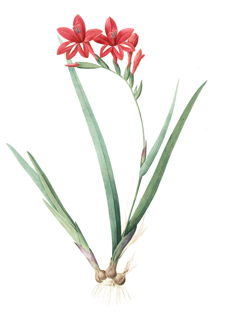Detail of Gladiolus cardinalis, Glaieul cardinal; Waterfall Gladiolus, New Year Lily; Superb Gladiolus by Pierre Joseph Redouté