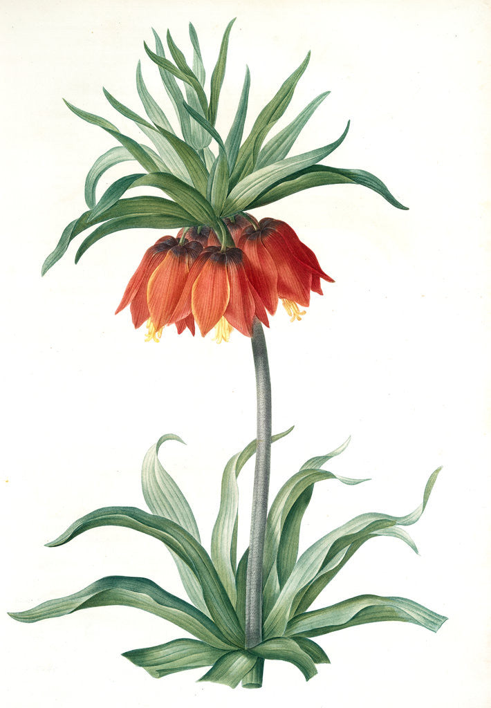 Fritillaria imperialis, Fritillaire impériale; Crown Imperial by Pierre Joseph Redouté