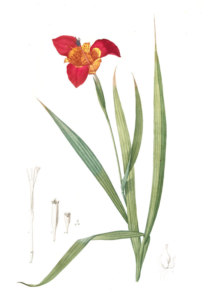 Detail of Tigridia Pavonia, Tigridie queue de Paon by Pierre Joseph Redouté