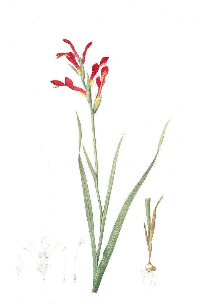 Detail of Antholyza cunonia, Antholyse papilionacée, Gladiolus; Sword Lily; Corn flag; Scarlet-flowered Antholyza by Pierre Joseph Redouté