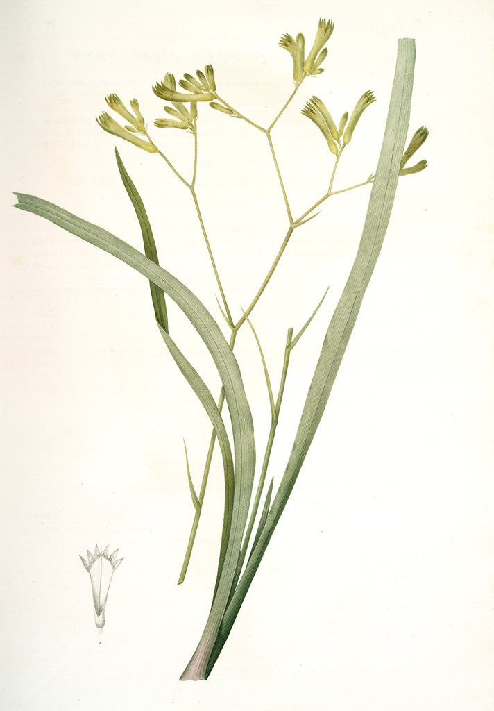 Detail of Anigozanthos flavida, Anigosanthos flavida; Anigosanthe jaunâtre; Australian Sword Lily by Pierre Joseph Redouté
