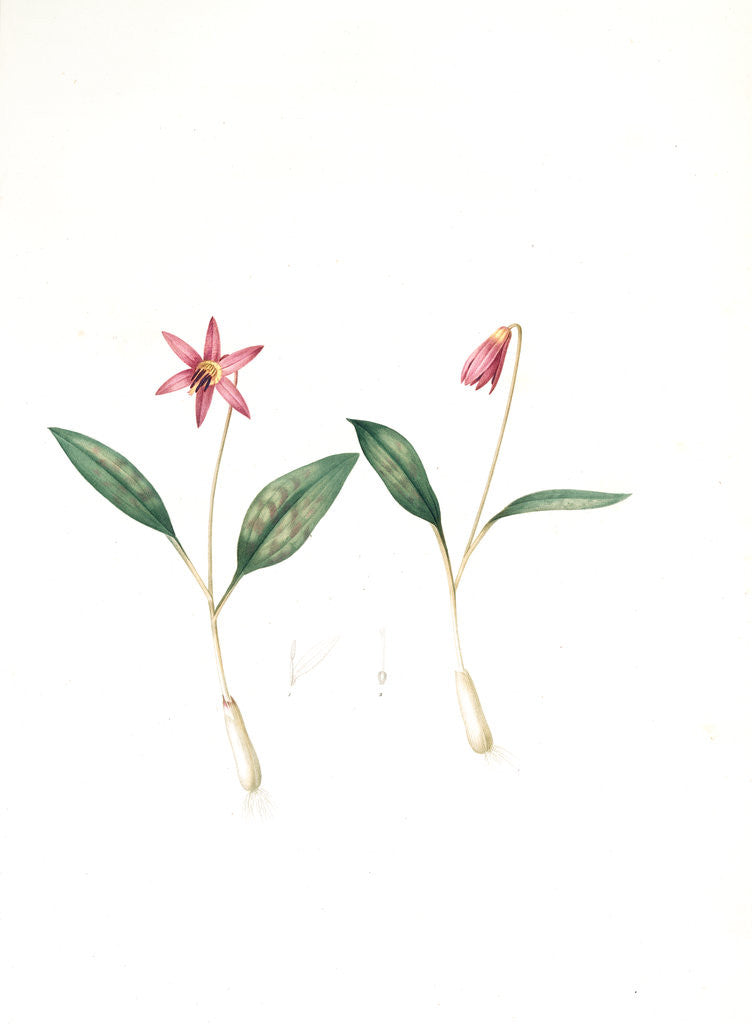 Detail of Erythronium dens-canis, Erythronium dens canis;Erythrone dent de chien, dog's-tooth violet; adder's tongues by Pierre Joseph Redouté