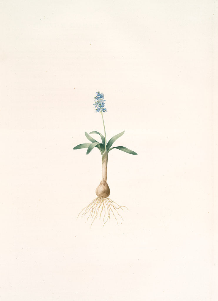Detail of Scilla lingulata, Scille à feuilles linguiformes by Pierre Joseph Redouté