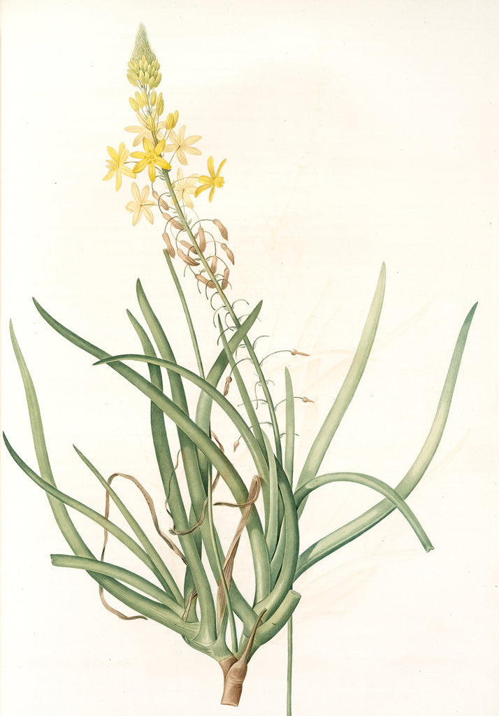 Detail of Anthericum frutescens, Bulbine fruitscens by Pierre Joseph Redouté